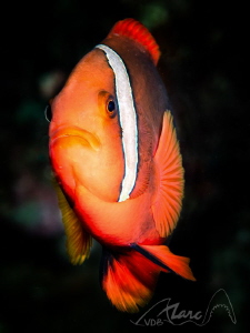orange by Marc Van Den Broeck 